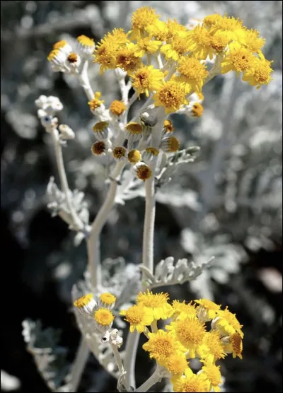 Quelle est cette fleur ?