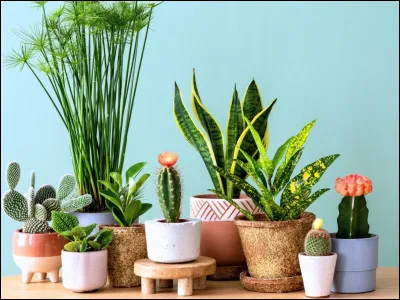 Es-tu plutôt plantes ou combats ?