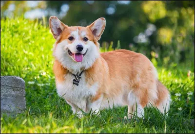 Est-ce que tu préfères les chiens ou les chats ?