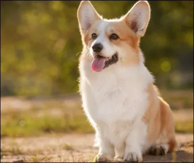 As-tu un chat ou un chien ?