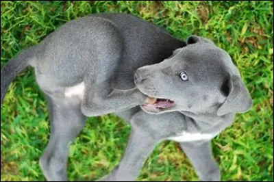 Quelle est l'espérance de vie moyenne des chiens ?