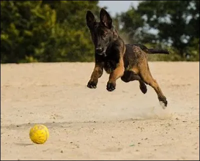 Qu'est-ce que l'agility ?