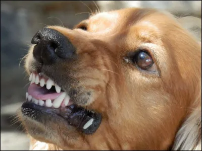 Combien de dents a un chien adulte ?