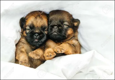 Quelle est la particularité des chiots à la naissance ?