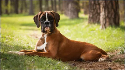 Quelle est la race de ce chien ?