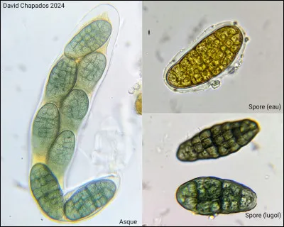 Le terme métachromatique veut dire :