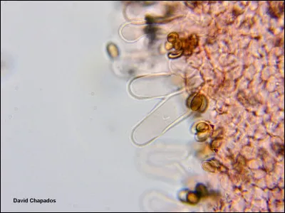 La structure lamellaire d'un champignon présente une architecture qui varie en fonction de l'endroit où on l'observe.
Est-ce vrai ?