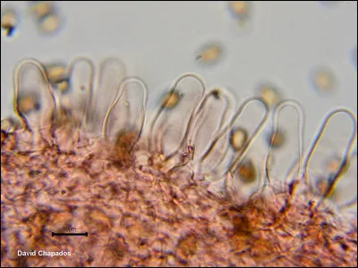 Les cheilocystides sont des cystides rencontrées sur l'arête lamellaire, si c'est sur la face de la lame ce sont des :