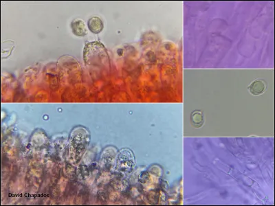 Une baside est une cellule typique des champignons basidiomycètes, spécialisée dans la production et le port des spores (basidiospores), qui sont fixées à l'extrémité de petites tiges nommées hyphes.
Est-ce vrai ?