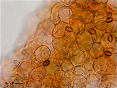 En observant le pileipellis (cuticule du chapeau) d'un champignon au microscope, vous remarquez une structure composée d'hyphes étroitement enchevêtrées, formant une couche compacte et pigmentée. Parmi les propositions suivantes, laquelle décrit correctement le type de pileipellis observé ?