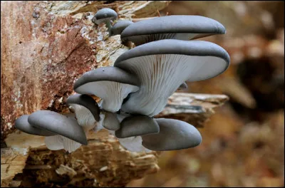 Quel est ce champignon comestible qui fructifie en touffes sur les troncs de certains arbres ?