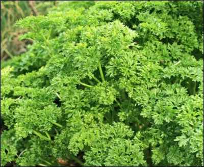 Quelle est cette plante herbacée utilisée en cuisine pour ses feuilles très divisées ?