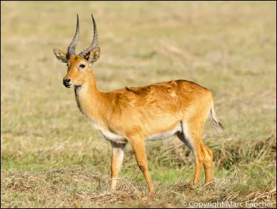Quelle est cette antilope, un mammifère herbivore vivant dans les prairies humides d'Afrique ?
