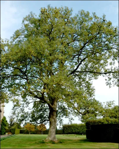 Quel est cet arbre à grandes feuilles caduques dont les fruits sont des akènes ?
