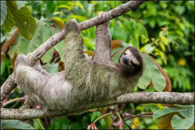 Quel est ce mammifère arboricole d'Amérique qui vit la tête à l'envers en suspension ?