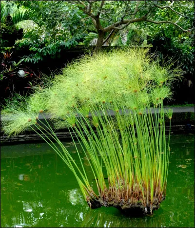 Quelle est cette plante des marais constituée d'une tige triangulaire avec à son sommet des rayons en étoile ?