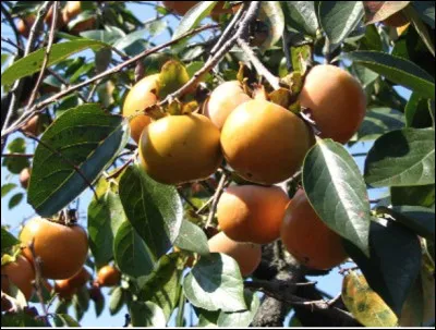 Quelle est cette plante originaire de Chine que l'on cultive pour ses fruits, les kakis ?