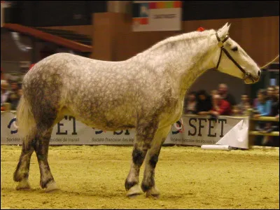 Quel est ce cheval de trait, la race la plus connue de chevaux français ?