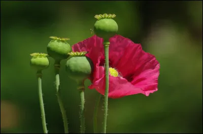 Quelle est cette plante qui produit des alcaloïdes toxiques utilisés comme produits stupéfiants ?