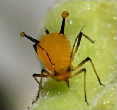 Quel est cet insecte suceur de sève au corps mou sans aile ?