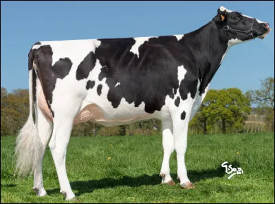 Quelle est cette race bovine laitière française d'origine néerlandaise ?