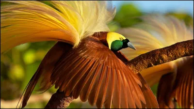 Quel est cet oiseau, un passereau de Nouvelle-Guinée à parure de plumes de toute beauté ?