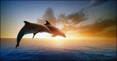 Le dauphin a la particularité de dormir en gardant les deux yeux ouverts.