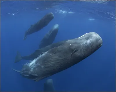 Combien pèse le grand cachalot ?