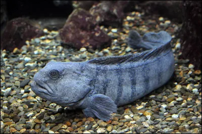 Le loup de mer vit plus de 20 ans.