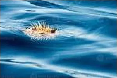 Que voyez-vous sur la photo ?