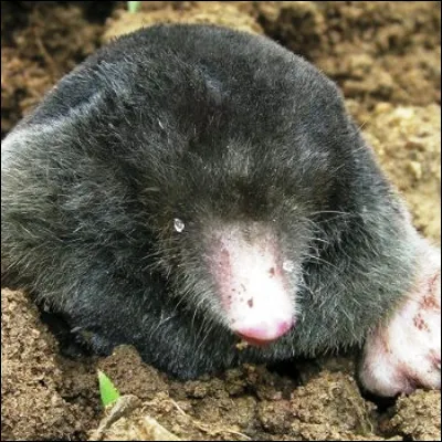 Quel insecte, qui porte un nom venant dun petit jardin, est aussi appelé taupette en raison de son caractère fouisseur ?