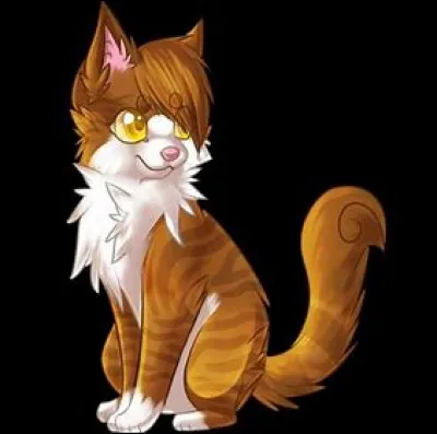 Quel est le grade de cette chatte ?