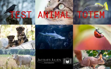Quiz Animaux