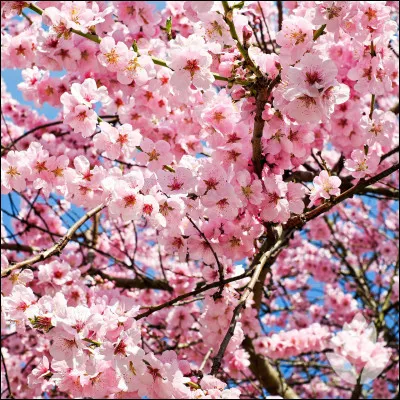 Tu préfères les...