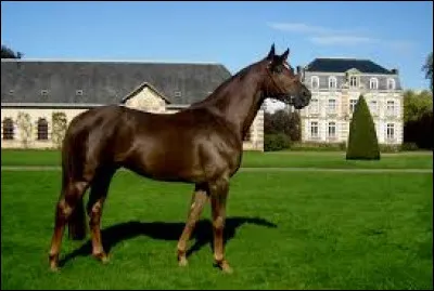 Quelle robe a ce magnifique cheval ?