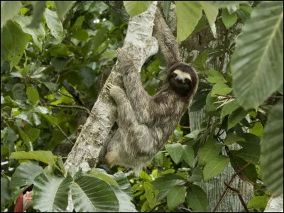 Quelle expression typique du Costa Rica signifie "tout va bien" ou "cool" ?