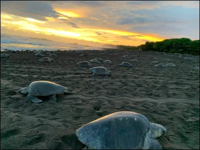 Quel animal emblématique peut-on observer au Costa Rica ?