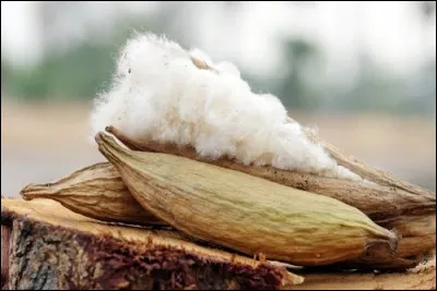 Quel est le nom de cette fibre v&eacute;g&eacute;tale, souvent utilis&eacute;e pour rembourrer les matelas et les oreillers ?