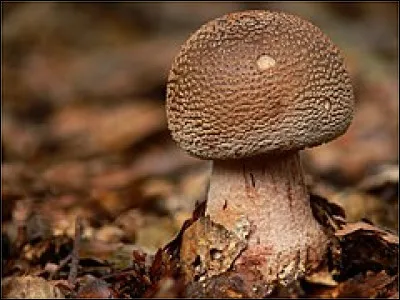 Ce champignon, appel&eacute; amanite rougissante, est-il comestible ?