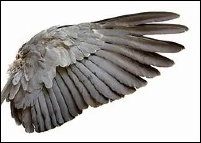 De quelle couleur est Aile Rousse ?