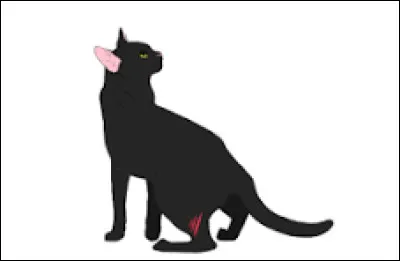 Vous devenez apprentis ! Tu deviens Nuage d'Orage, et de qui espères-tu être l'apprentie ?