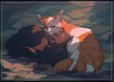 Quelques lunes plus tard, tu découvres que tu attends des chatons. Les chatons de Plume de Rossignol, un de tes camarades. Il te dit que vous pourriez les confier à Patte de Feuilles, mais tu refuses net. Puis, il te dit que vous pourriez les donner à Fleur de Mousse, une reine loyale, calme et digne de confiance. Tu acceptes. Où te caches-tu, le grand jour arrivé ?