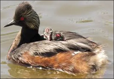 Sans problème, on se met en couple comme "Le Dénicheur" mais il peut advenir que l'on se sépare. Pour quel motif la dame du dénicheur le quitte-t-elle ?