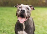 Quiz Chien catgoris, chien particulier ?