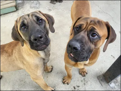 Pourquoi un chien est-il en catégorie 1 ?