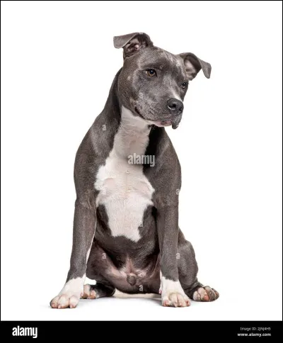 En tant que propriétaire d'un chien catégorisé 1 ou 2, je suis dans l'obligation de faire passer une évaluation à mon chien à ses 8 mois chez un vétérinaire. Ce test sert à :