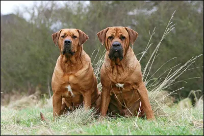La catégorisation des chiens est justifiée par la potentielle dangerosité de la morsure de ces chiens.
Est-ce vrai ou faux ?