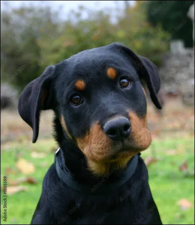 La catégorisation de ces chiens étant complètement arbitraire, il n'est donc pas nécessaire de se méfier des chiens au sens large du terme. Même chez ces chiens-là.
Est-ce vrai ou faux ?
