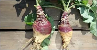 Comment est considéré le rutabaga ?