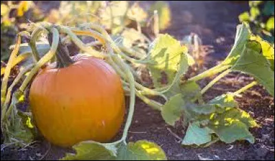 Lors de quelle fête va-t-on décorer des citrouilles ?
